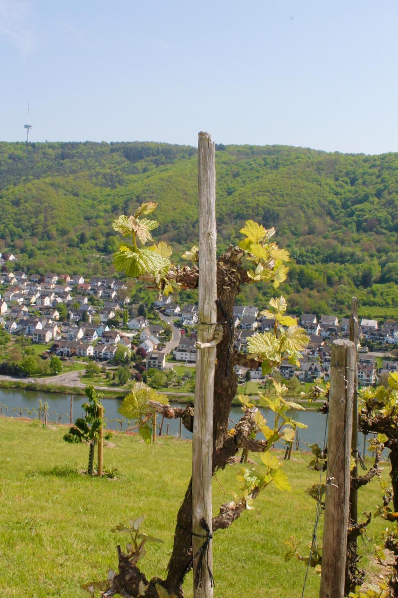 Ferienwohnung Auf Der Moselhoehe - Naehe Koblenz Und Cochem Dieblich Exterior foto